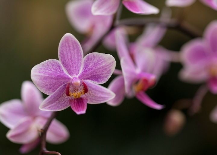 Orchid - Phaelaenopsis Carolina Tiny Phil